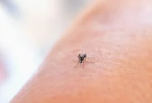 مصنع عملاق لإنتاج 100 مليون ناموسة أسبوعيًا، Photo by National Institute of Allergy and Infectious Diseases on Unsplash