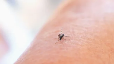 مصنع عملاق لإنتاج 100 مليون ناموسة أسبوعيًا، Photo by National Institute of Allergy and Infectious Diseases on Unsplash
