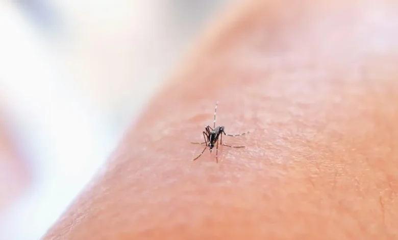 مصنع عملاق لإنتاج 100 مليون ناموسة أسبوعيًا، Photo by National Institute of Allergy and Infectious Diseases on Unsplash