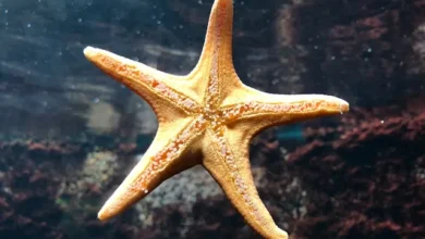 Starfish، Photo by Clara Cordero on Unsplash
