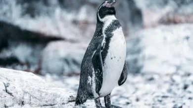 60 ألف بطريق مات جوعًا، Photo by Yomex Owo on Unsplash