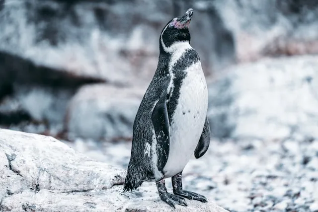 60 ألف بطريق مات جوعًا، Photo by Yomex Owo on Unsplash